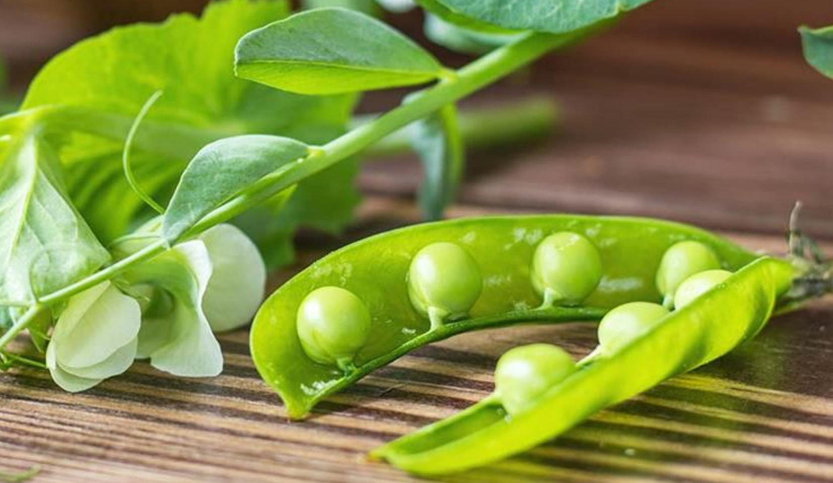 Plant protein